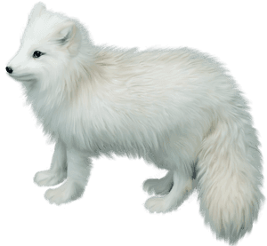 Arctic Fox Png Picture - Arctic Fox No Background, Transparent Png PNG with transparent background