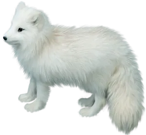 Arctic Foxin Winter Coat PNG Image