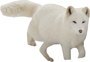 Arctic Snow Fox Png Image - Arctic Fox, Transparent Png PNG with transparent background