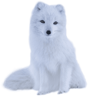 #polarfox #polar #white #fur #fluffy #animal #snowfox - Arctic Fox, HD Png Download PNG with transparent background