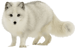 Arctic Fox Png Transparent Image - Arctic Fox White Background, Png Download PNG with transparent background