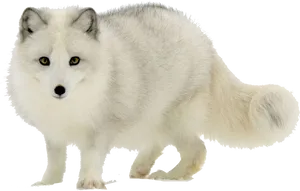 Arctic Foxin Winter Coat PNG Image