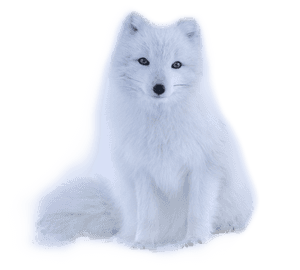 #fox #white - Arctic Fox, HD Png Download PNG with transparent background