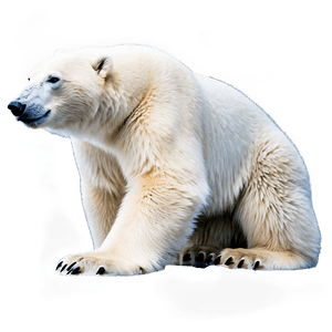 Arctic Polar Bear PNG 24 PNG image with transparent background