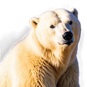 Arctic Polar Bear PNG duu30 PNG image with transparent background