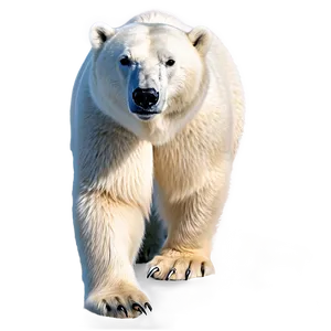 Arctic Polar Bear Png Lhv1 PNG Image