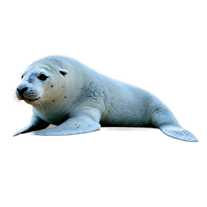 Arctic Seal PNG dva45 PNG