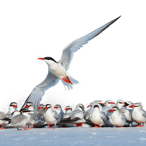 Arctic Tern Migration North Pole PNG tyl PNG