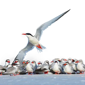 Arctic Tern Migration North Pole Png Tyl PNG Image