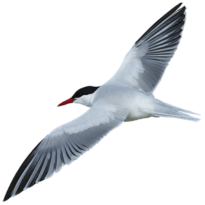 Arctic Tern Migration North Pole PNG yqs PNG