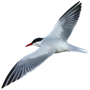 Arctic Tern Migration North Pole Png Yqs PNG Image