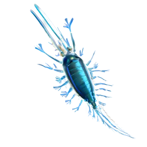 Arctic Zooplankton Png Aof PNG Image