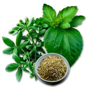 Aromatic Herb Png 06272024 PNG Image