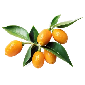 Aromatic Kumquat Png Bis43 PNG Image