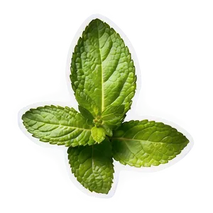 Aromatic Mint Leaves Png Ahd PNG Image