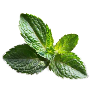 Aromatic Mint Leaves Png Oom PNG Image