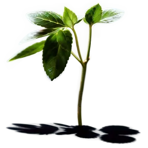 Aromatic Plant Shadow Image Png Bno PNG Image