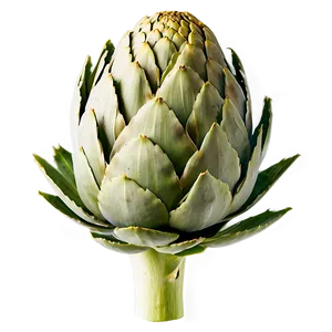 Artichoke Bud Png 06252024 PNG Image