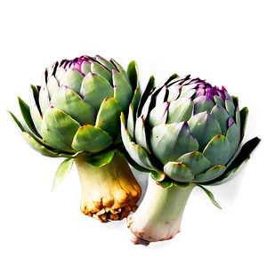 Artichoke Clipart Png 63 PNG Image