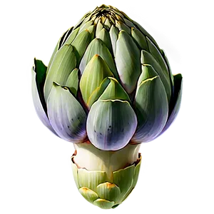 Artichoke Cross Section Png 96 PNG Image