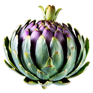 Artichoke Graphic Png 06252024 PNG Image