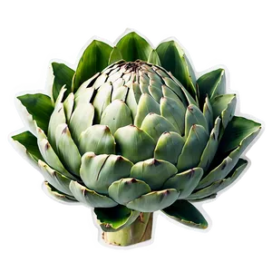 Artichoke Graphic Png Hue87 PNG Image