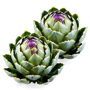 Artichoke Leaves Png 06252024 PNG Image