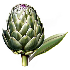 Artichoke Print Png Mia45 PNG Image