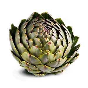 Artichoke Slice Png 41 PNG Image