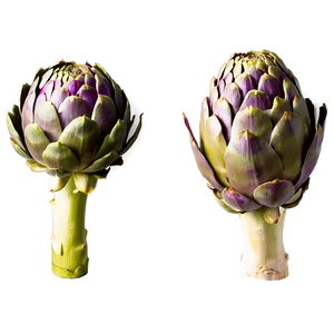 Artichoke Top View Png Wfx PNG Image