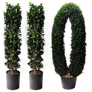 Artificial Boxwood Png Bys96 PNG Image