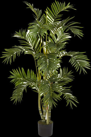 Hd Plants Png , Free Unlimited Download - Palm Tree Plant Png, Transparent Png PNG image with transparent background