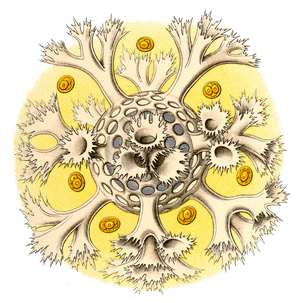 Transparent Horns Png - Bacteria Ernst Haeckel, Png Download PNG image with transparent background