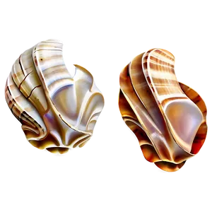 Artistic Shells Arrangement Png Ttr PNG Image