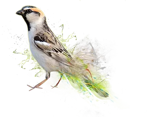 Artistic Sparrow Illustration PNG Image