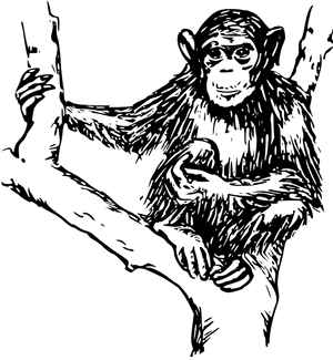 Art,monochrome Photography,carnivoran - Chimpanzee In Black And White, HD Png Download PNG image with transparent background