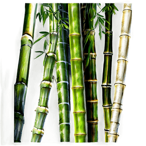 Asia Bamboo Forest PNG 06232024 PNG image with transparent background