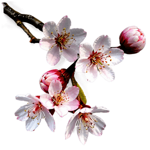 Asia Cherry Blossom PNG 06232024 PNG image with transparent background
