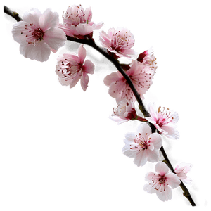 Asia Cherry Blossom PNG 06232024 PNG image with transparent background