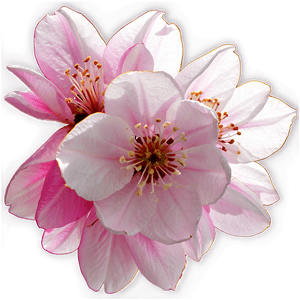 Asia Cherry Blossom PNG tvc PNG image with transparent background