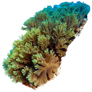 Asia Underwater Coral Reef PNG 06232024 PNG