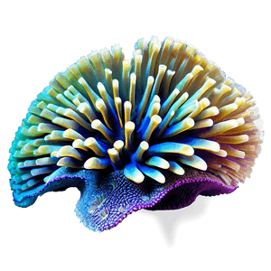 Asia Underwater Coral Reef PNG iay PNG image with transparent background