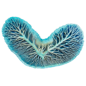 Asia Underwater Coral Reef PNG ogn62 PNG image with transparent background