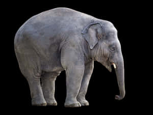 Asian Elephant Isolatedon Black PNG image with transparent background