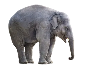 Asian Elephant Isolatedon Black PNG Image