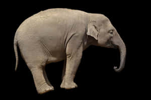 Asian Elephant Profile Black Background PNG image with transparent background
