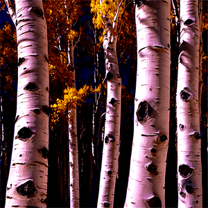 Aspen Trees Colorado PNG 06112024 PNG image with transparent background