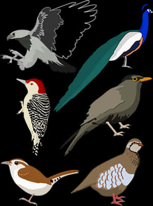 Assorted_ Bird_ Illustrations_ Vector PNG image with transparent background