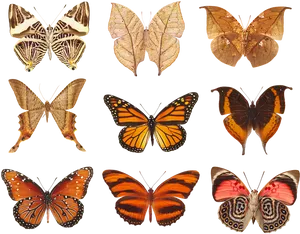 Assorted Butterfly Species Collection PNG Image