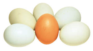 Assorted Chicken Eggs Variety PNG image with transparent background